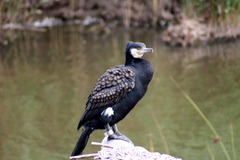 Kormoran